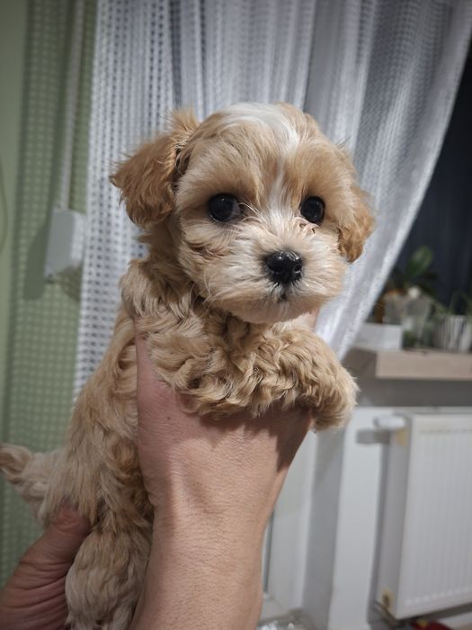 Maltipoo f1  szczeniak