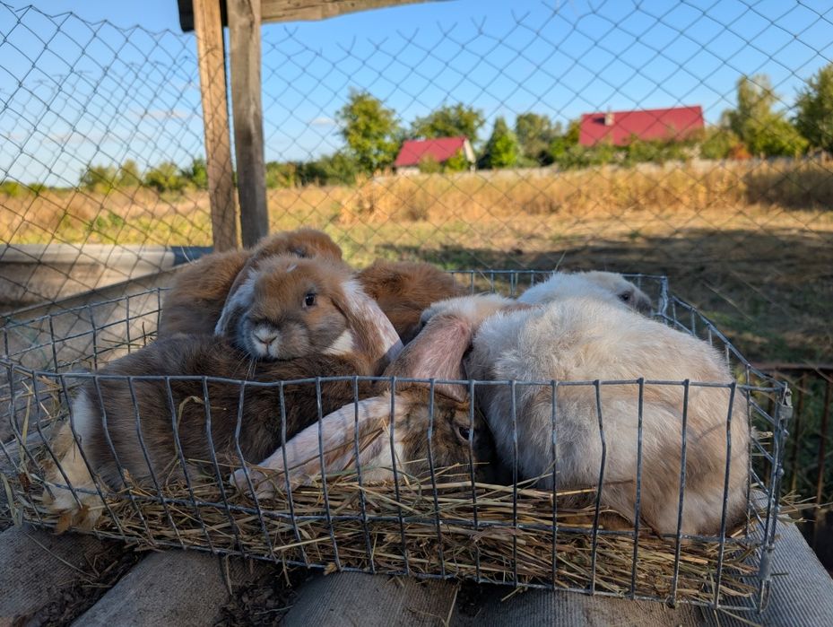 Кролики французький баран