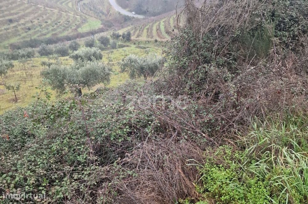 Terreno rústico , Murça