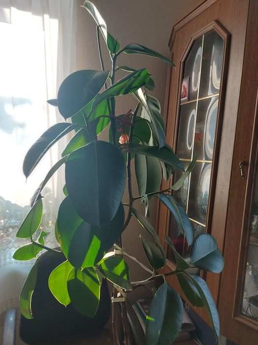 Фікус. Кімнатна рослина