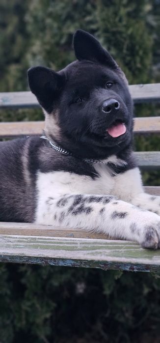 Американська Акіта дівчинка КСУ