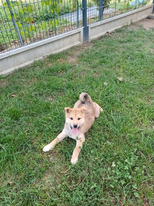 Shiba inu-chlopak