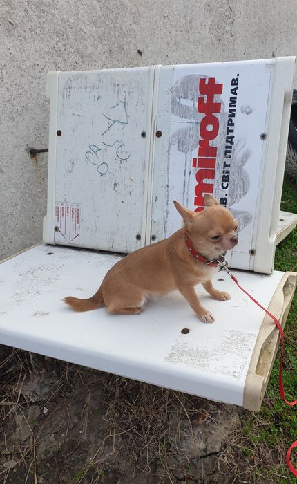 Приглашаем на вязку чихуахуа кобби тип