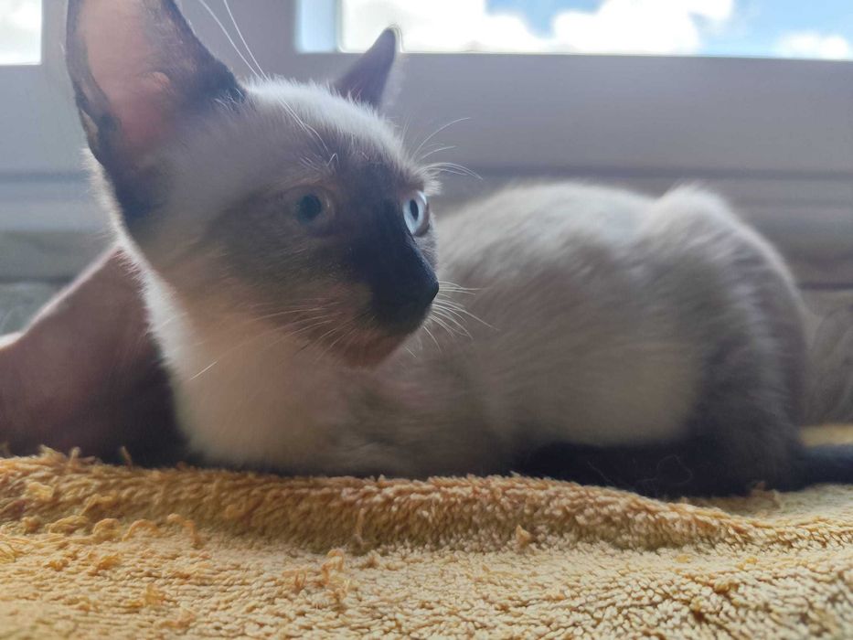 Gatas bebés para adoção consciente