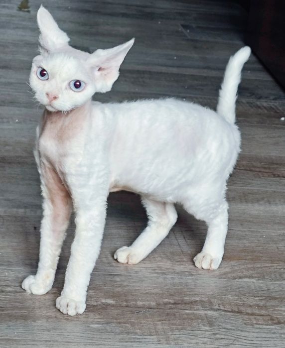 Devon Rex  bebê branco