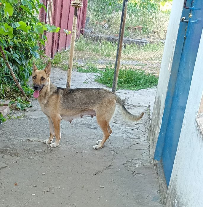 Віддам песиків срочно