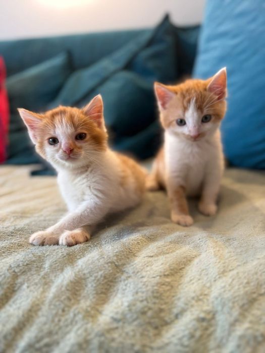 Rude kociaki (kocurki) szukają domu razem lub osobno