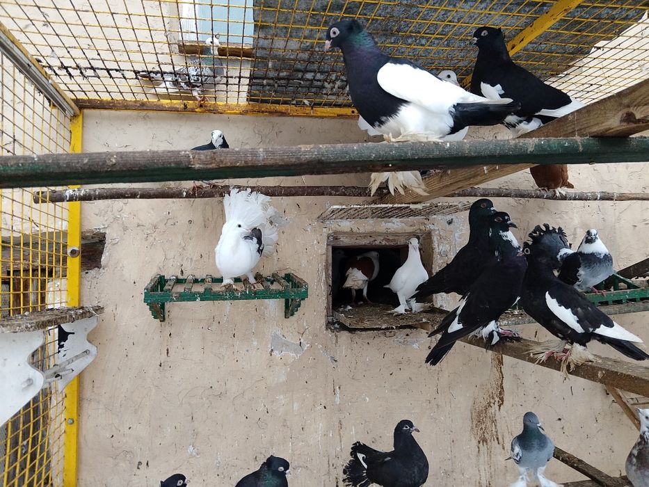 Gołębie ozdobne sroczka polska.