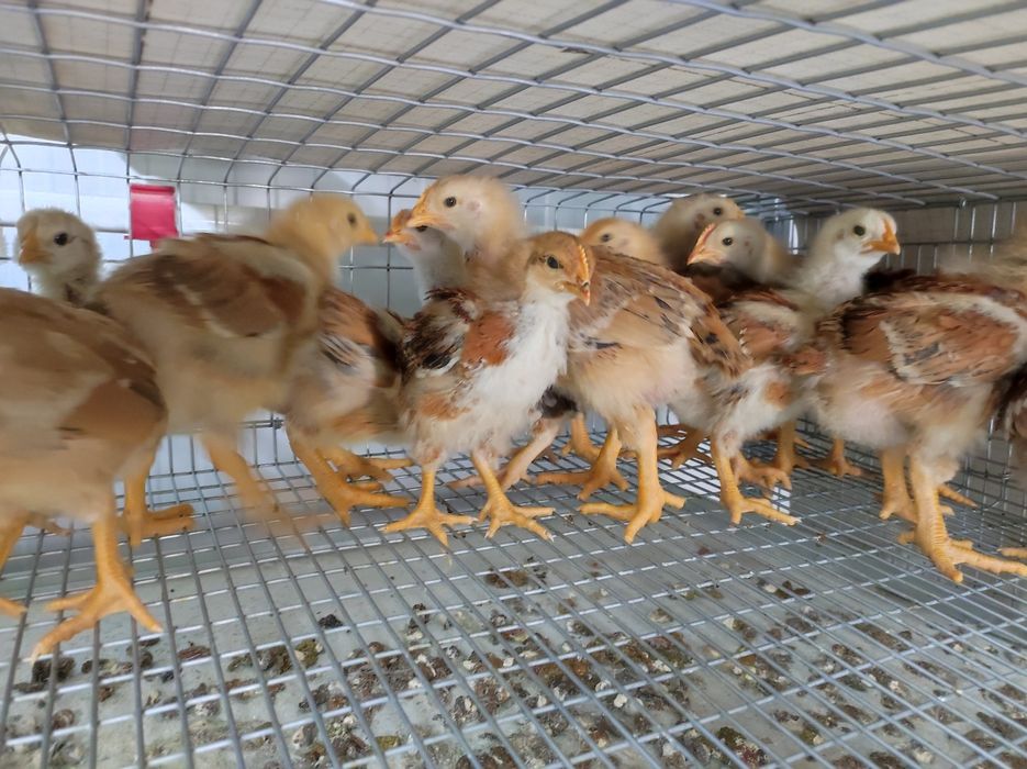 Домашні курчата амераукана,ребро,помісні,та інші