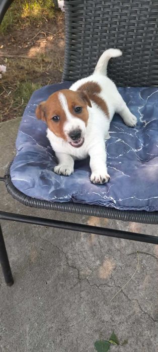 Szczeniaki Russell Terrier piesek