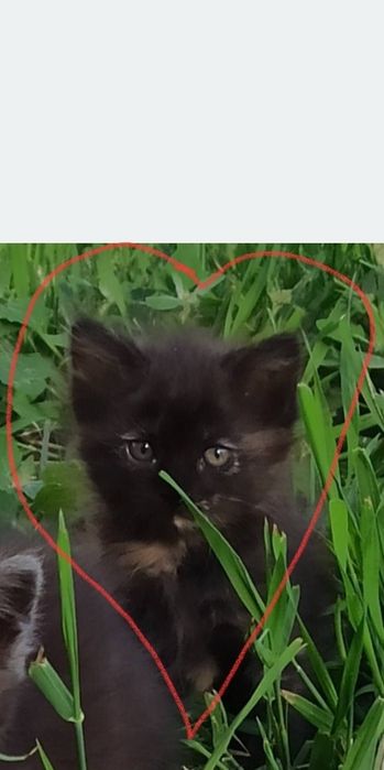 Кошеня дівчинка шукає люблячу родину!