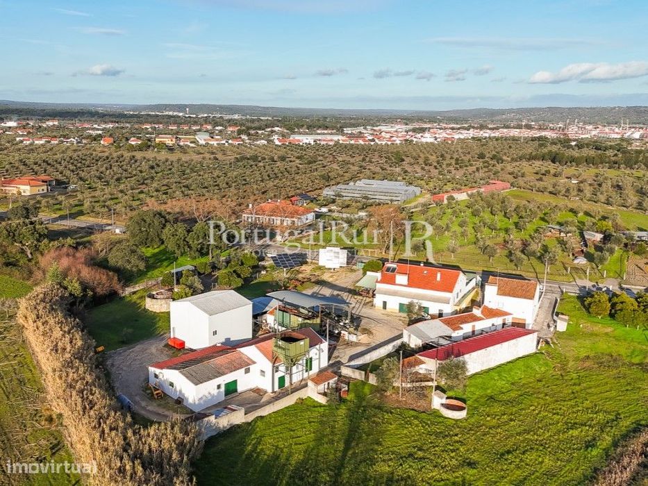 Unidade Industrial de Produção de Azeite & Elevado Potencial Produtivo