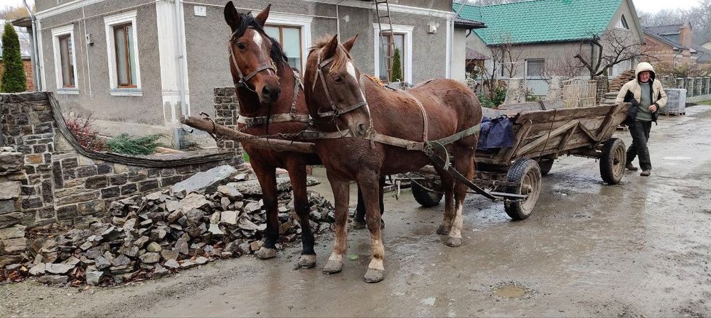 Продам пару коней