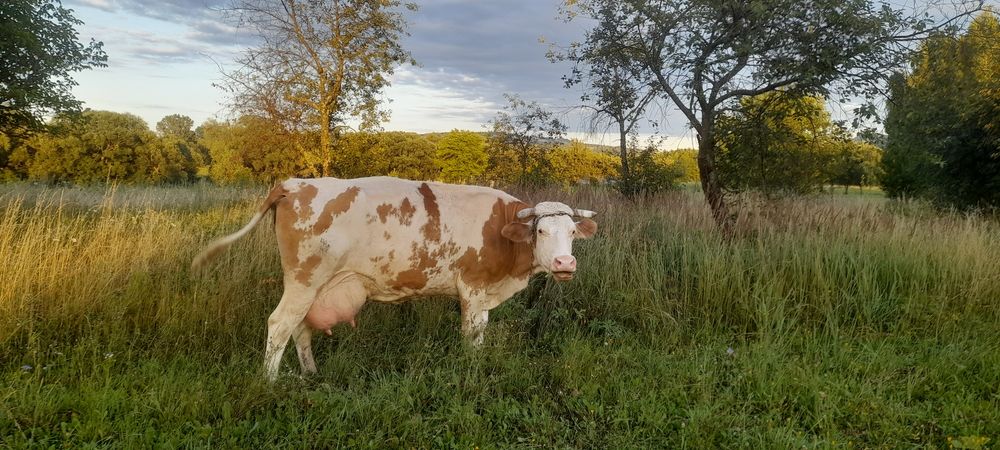 Sprzedam krowę simentalską