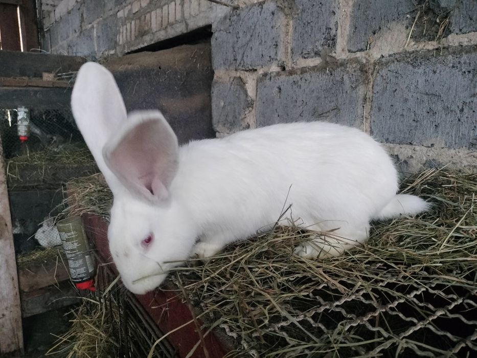 Sprzedam samca Belg Olbrzym .