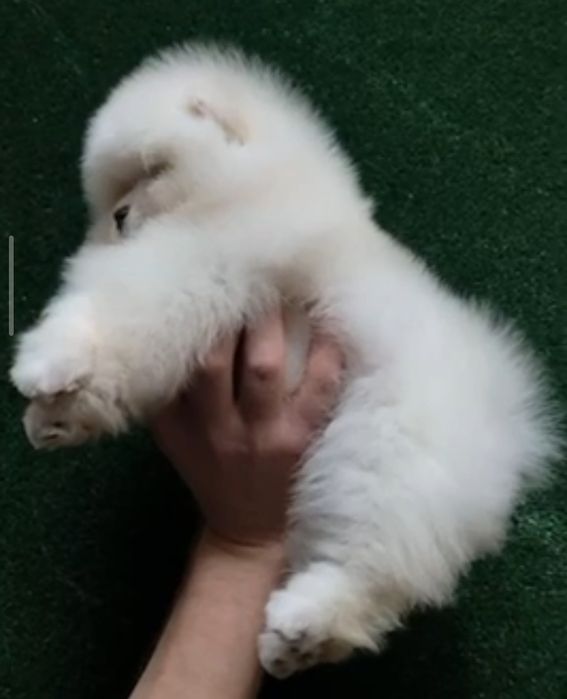 Померанский шпиц мальчик 2 месяца