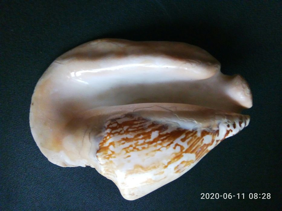 Морська ракушка, ще має назвуСвиняче вухо