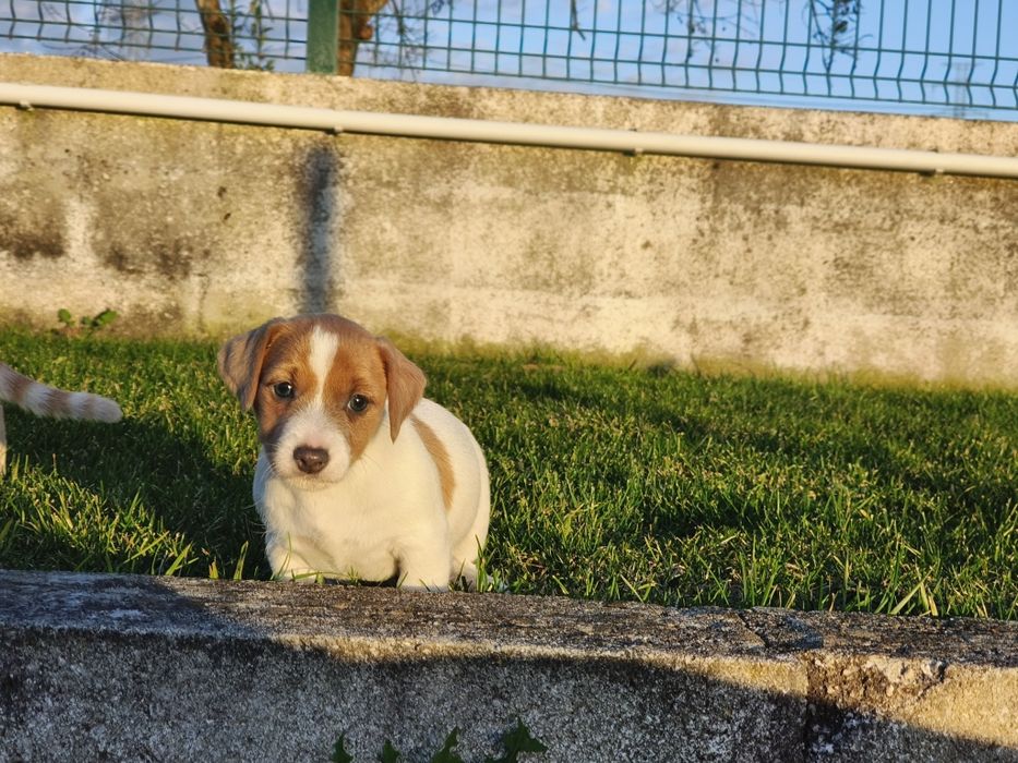 Jack Russell Terrier macho com lop