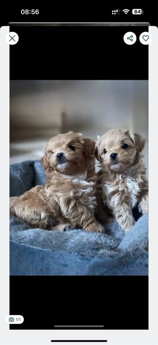 Cтандарт и мини  мальтипу с чипом ‼️