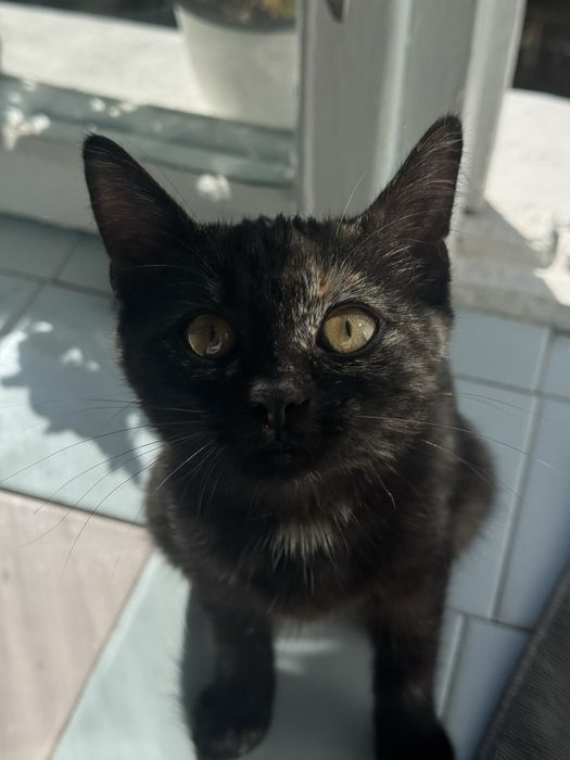 Муркотунка в пошуках сімʼї