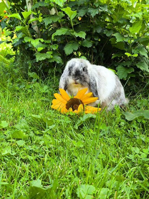 Baranek miniatura chłopak