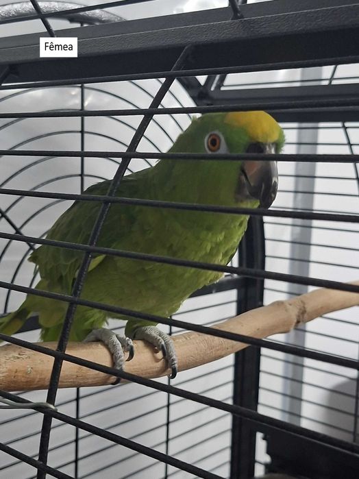 Papagaios ochrocephala (casal)- Maio 2023- com gaiola