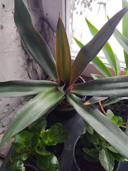 Продам різні вазони , каланхоє вже квітне