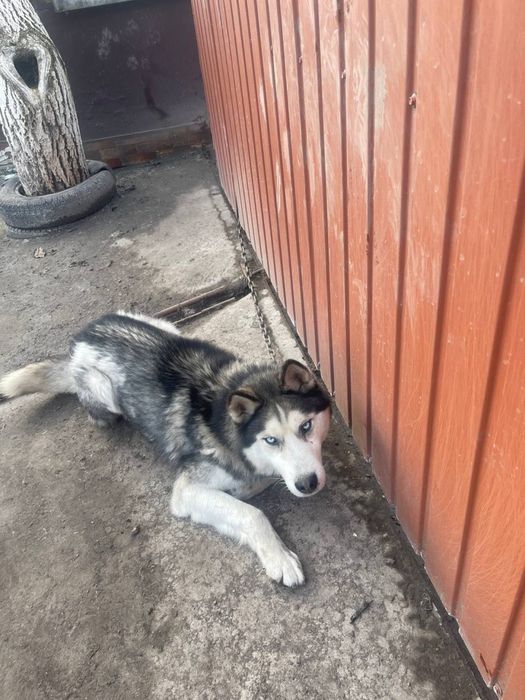 Віддам собаку в хороші руки (безкоштовно)