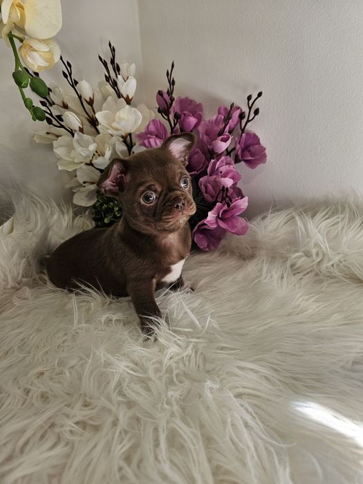 Chihuahua piesek czekoladowy