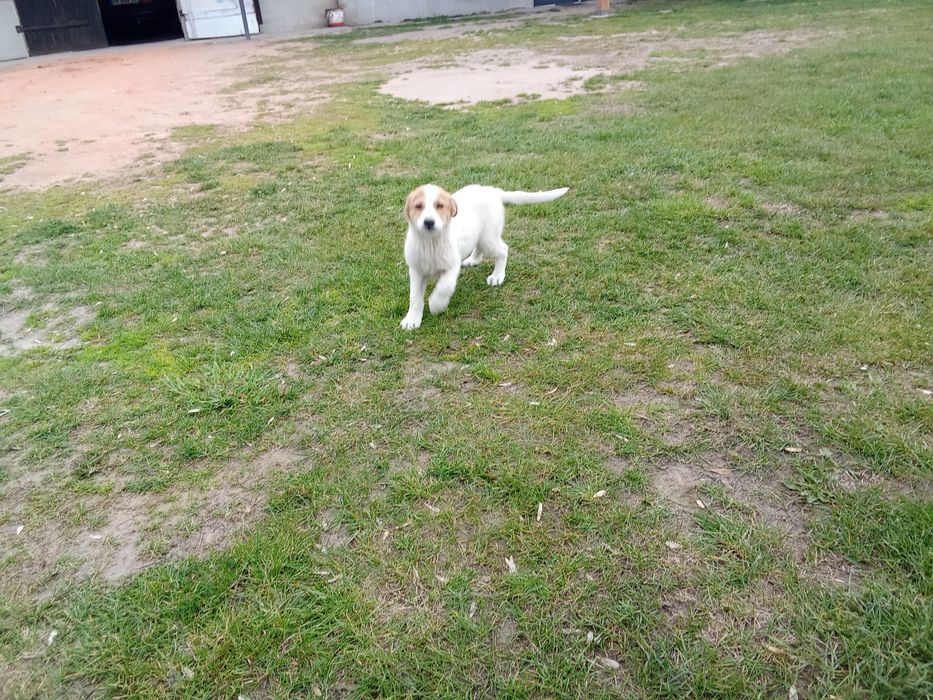 Pieski szukają  domu