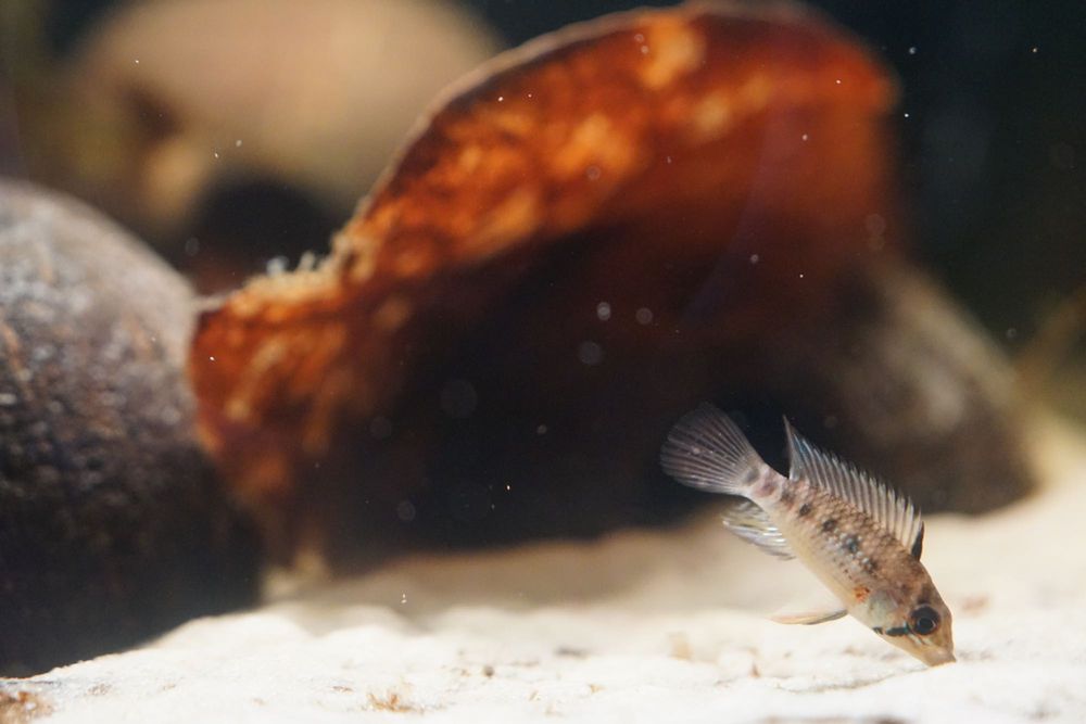 Apistogramma sp. Yurimaguas - Pielęgniczka - F1