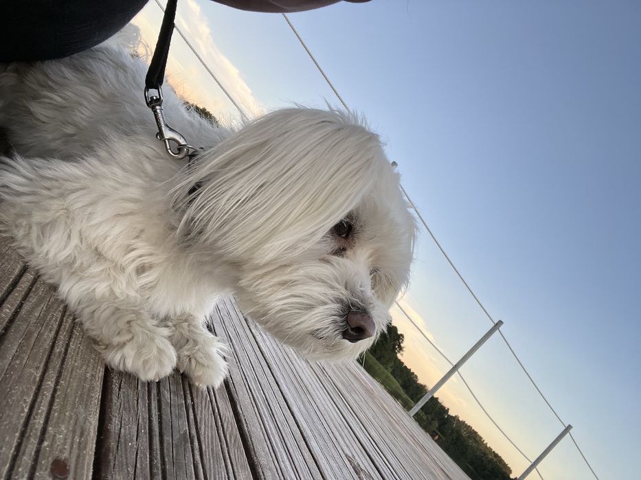 Oddam psa maltańczyka