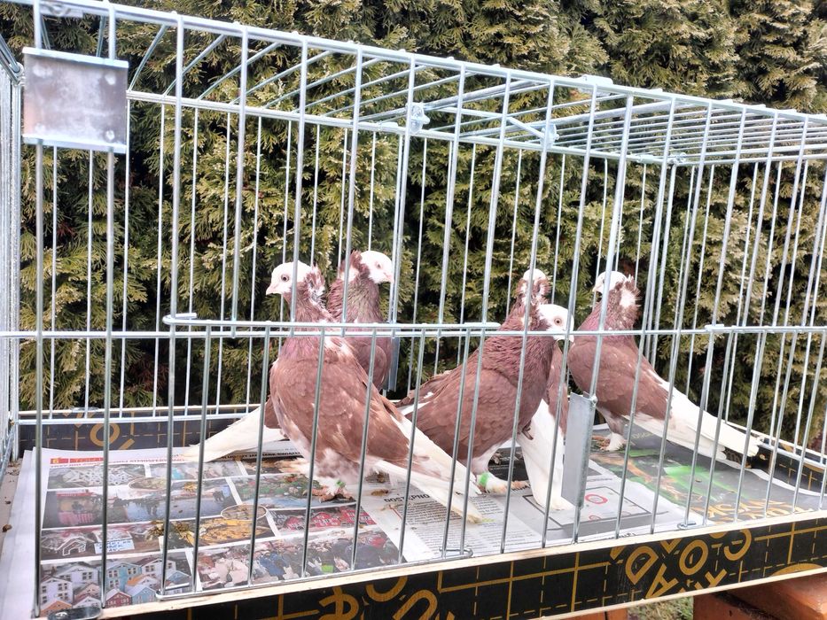 Białogłówka, Wajskopy czerwone Samce ,Samice