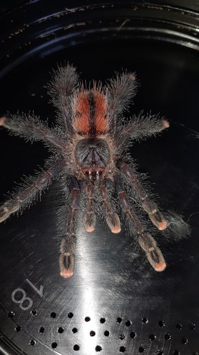 Avicularia Peru purple/ avicularia juruensis m2 peru purple smaica 2dc