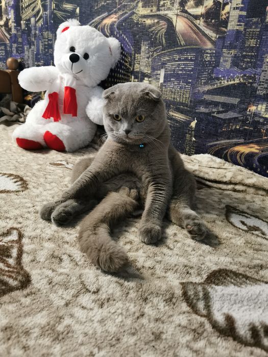 Британец, віслаухій, ліловий