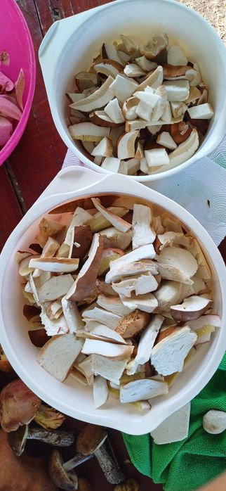 Grzyby suszone tegoroczne