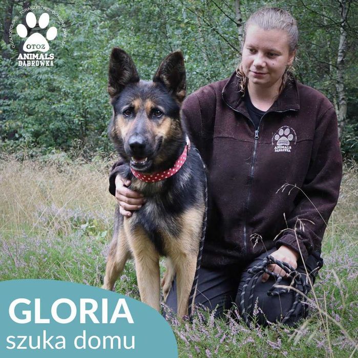 Gloria szuka domu !