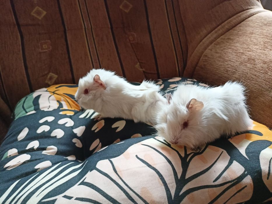 Świnki morskie rozetki rzadkie białe