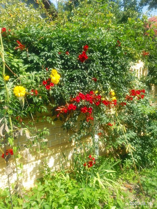 Ліана кампсіс червона багаторічна