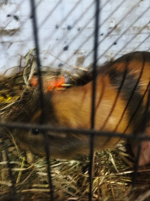 Sprzedam  świnki morskie