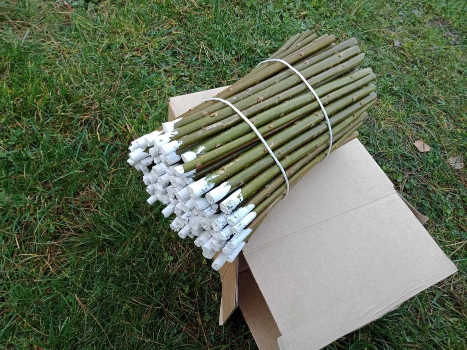 Sztobry sadzonki wierzby energetycznej 300 sztuk