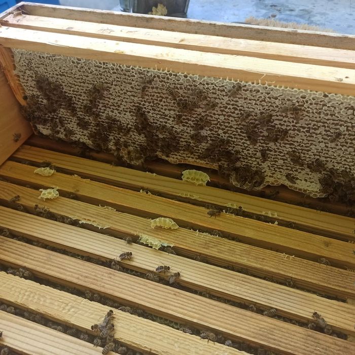 Карніка матки, карника Кірхайн Уленбрук Рохе Скленар Маєн Тройзек