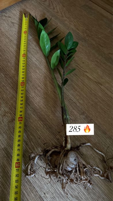 Варієгатний чорний дерево заміокулькас замиокулькас долларове зензі