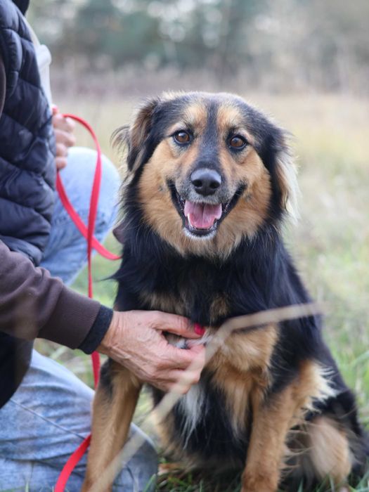 Suczka do adopcji MILUSIA