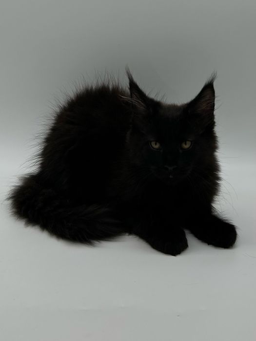 Мейн кун мальчик с документами