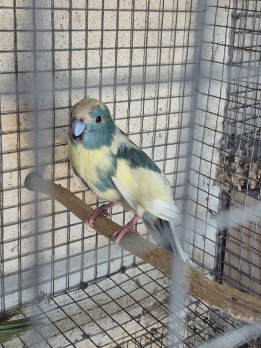 Kakarikis femea  spangle