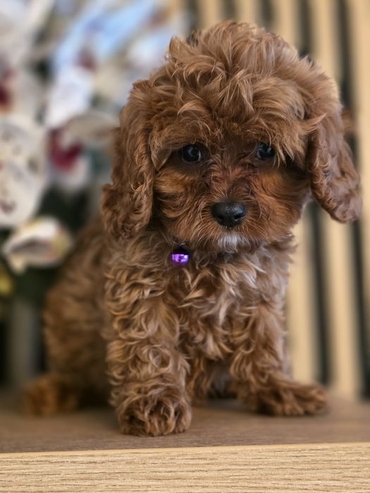 Cavapoo.Samiec F.1.Badania genetyczne.Do odbioru.