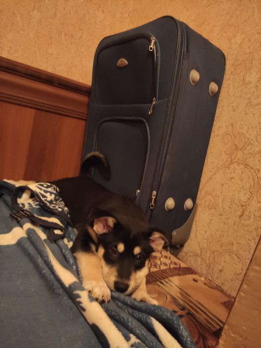 Дві дівчинки в пошуках дому