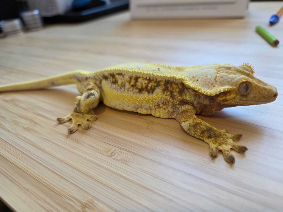 Gekon orzęsiony LW Samiec