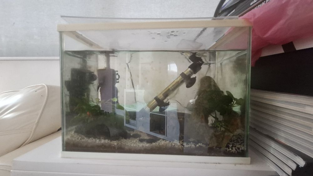 Aquarios peixes com extras